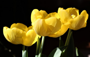 Картинка цветы тюльпаны желтые бутоны