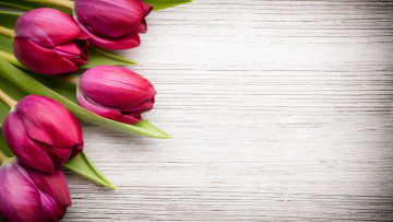 Картинка цветы тюльпаны розовые бутоны