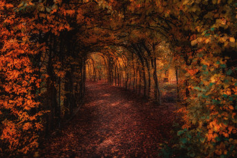 Картинка природа парк осень свет деревья ветки листва сад дорожка проход арка тоннель аллея тропинка свод