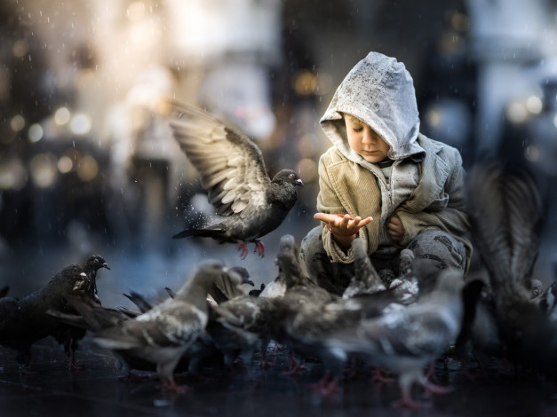 Обои картинки фото разное, дети, мальчик, капюшон, дождь, голуби