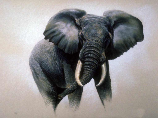 Обои картинки фото рисованные, животные, слоны