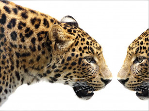 Картинка teams нарцисс животные леопарды леопард морда профиль отражение