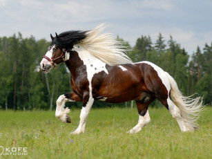 Картинка =tk= разноцветное счастье животные лошади