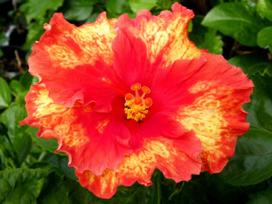 Картинка цветы гибискусы оранжевый яркий