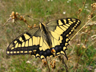 Картинка животные бабочки бабочка махаон насекомое природа макро