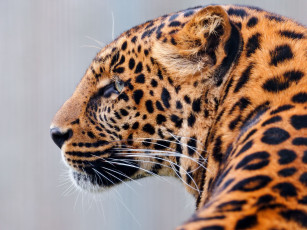 Картинка животные леопарды хищник профиль морда кошка