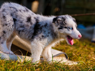 Картинка животные собаки австралийская овчарка щенок
