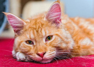 Картинка животные коты рыжий кот взгляд табби tabby