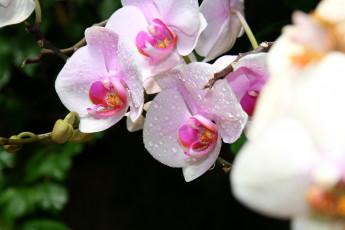 Картинка цветы орхидеи экзотика капли