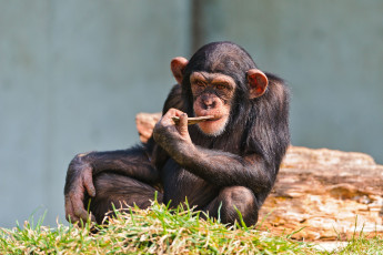 Картинка животные обезьяны шимпанзе задумчивость
