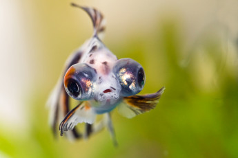 Картинка животные рыбы глаза