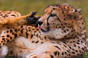 Картинка животные гепарды хищник cheetah