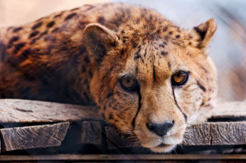 Картинка животные гепарды взгляд cheetah хищник
