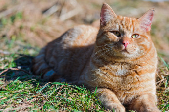 Картинка животные коты рыжий кот табби
