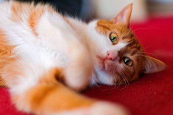 Картинка животные коты рыжий кот взгляд