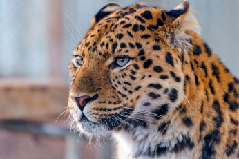 Картинка животные леопарды портрет хищник морда