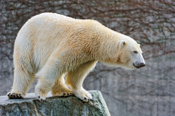 Картинка животные медведи белый медведь