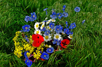Картинка цветы разные вместе маки ромашки летний букет трава