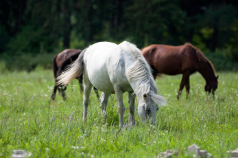 Картинка животные лошади поле трава