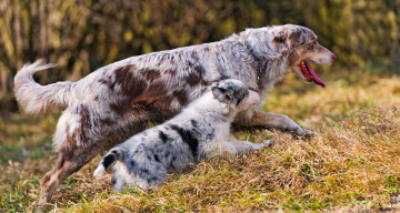 Картинка животные собаки австралийская овчарка щенок прогулка
