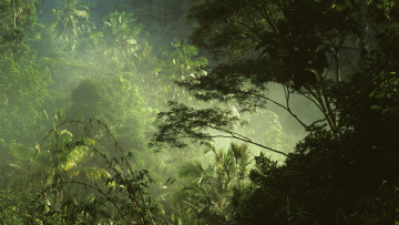 Картинка природа лес тропики заросли папоротник