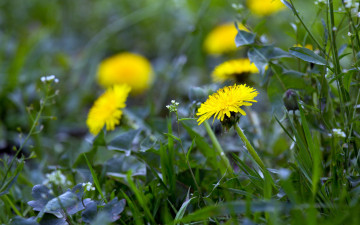 Картинка цветы одуванчики трава