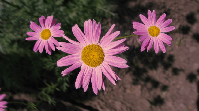 Обои картинки фото цветы, ромашки, розовый