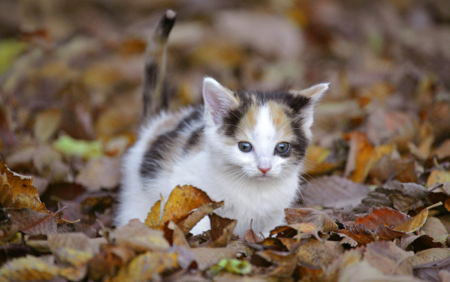 Обои картинки фото животные, коты, листья, кошка, осень