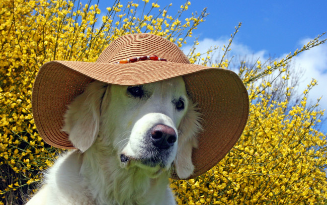 Обои картинки фото животные, собаки, собака, лето, шляпа