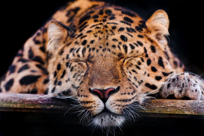 Обои картинки фото животные, леопарды, спящий, леопард