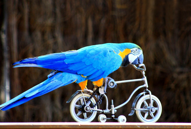 Обои картинки фото животные, попугаи, синий, велосипед