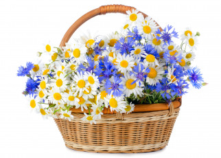 Картинка цветы луговые+ полевые +цветы корзина васильки ромашки