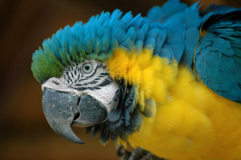 Картинка животные попугаи макро ара