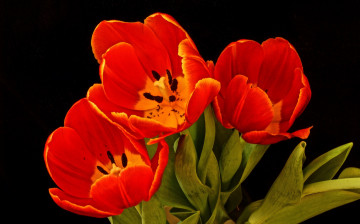 Картинка цветы тюльпаны красный