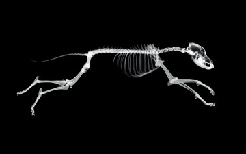 Картинка разное кости +рентген собака фон