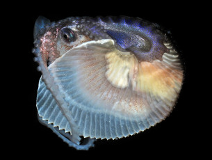 Картинка осьминог животные морская+фауна подводный мир