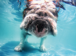 Картинка животные собаки щенок бульдог ныряние