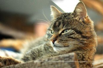Картинка животные коты кот кошка котэ смотрит взгляд