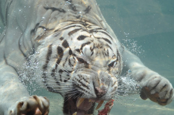 Картинка животные тигры тигр купание ныряет хищник животное