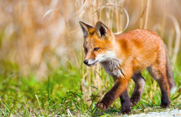 Картинка животные лисы шагает маленький лис прогулка