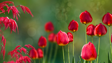 Картинка цветы тюльпаны acer tulips природа