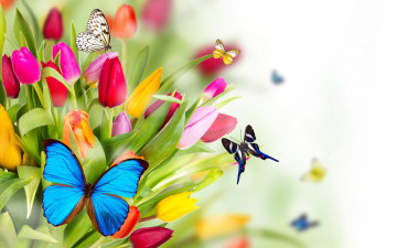 Картинка разное компьютерный+дизайн тюльпаны букет цветы бабочки
