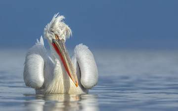 Картинка животные пеликаны птица пеликан природа