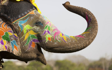 Картинка животные слоны travel my planet украшения традиции холи индия отдых мелки разноцветные толстокожий слон джайпур фестиваль красок весенний