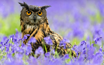 Картинка животные совы птица дождь цветы весна сова филин