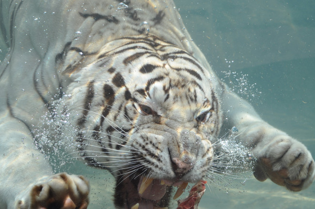 Обои картинки фото животные, тигры, тигр, купание, ныряет, хищник, животное