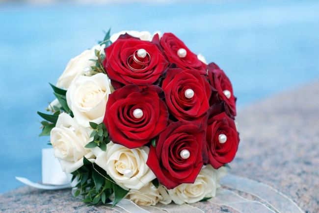 Обои картинки фото цветы, розы, красный, белый