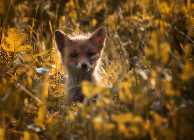 Обои картинки фото животные, лисы, маленький, лисенок, трава, свет
