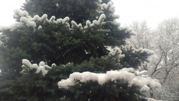 Картинка природа зима снег ёлка