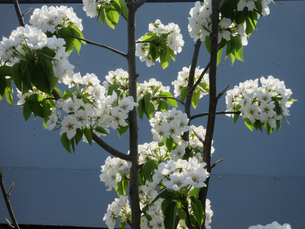 Обои картинки фото цветы, цветущие деревья ,  кустарники, апрель, весна, 2018